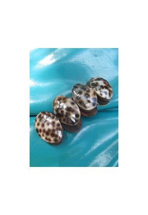BR300 bracelet coquillage ovale tachete