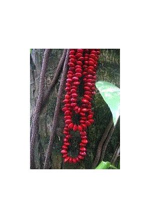 CO501 Sautoire 3 rang graines rouges et perles noires opaques2